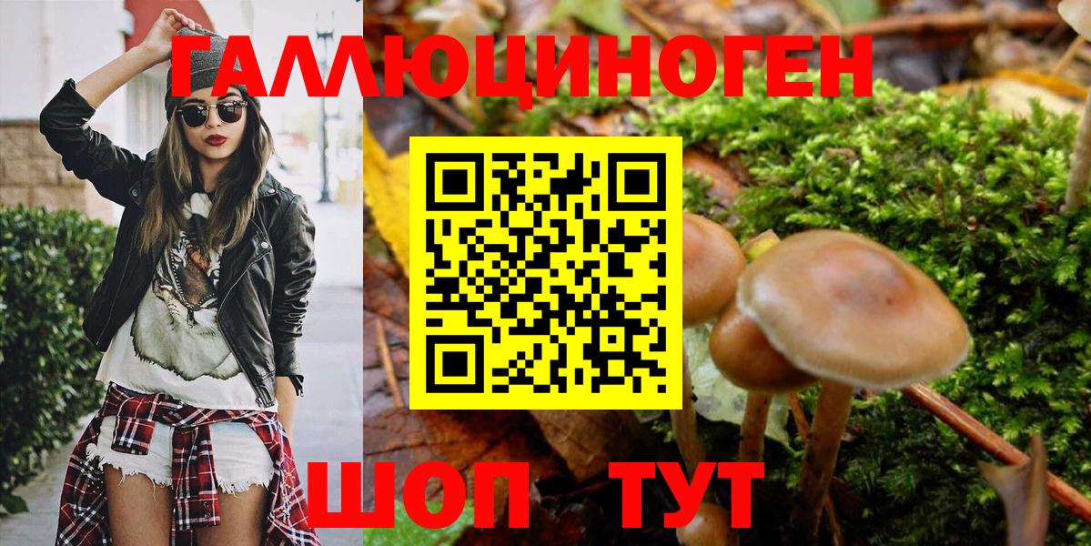 наркотики  Сосновый Бор  Псилоцибиновые грибы мицелий 